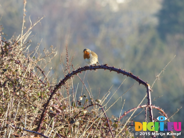 FZ012026 Robin (Erithacus rubecula) on bramble branch